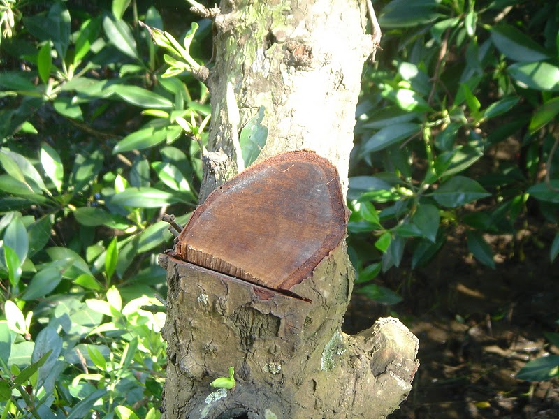 Bruguiera gymnorhiza trunk
